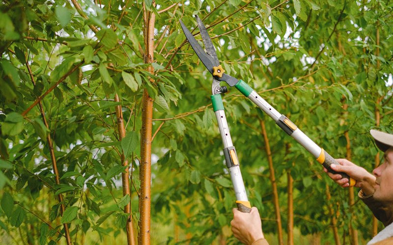 Tree trimming in New Leipzig, ND