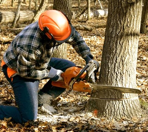 Tree Removal in New Leipzig, ND